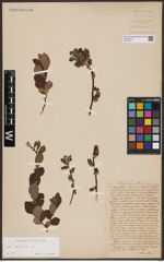 Foto von Salix aurita L.